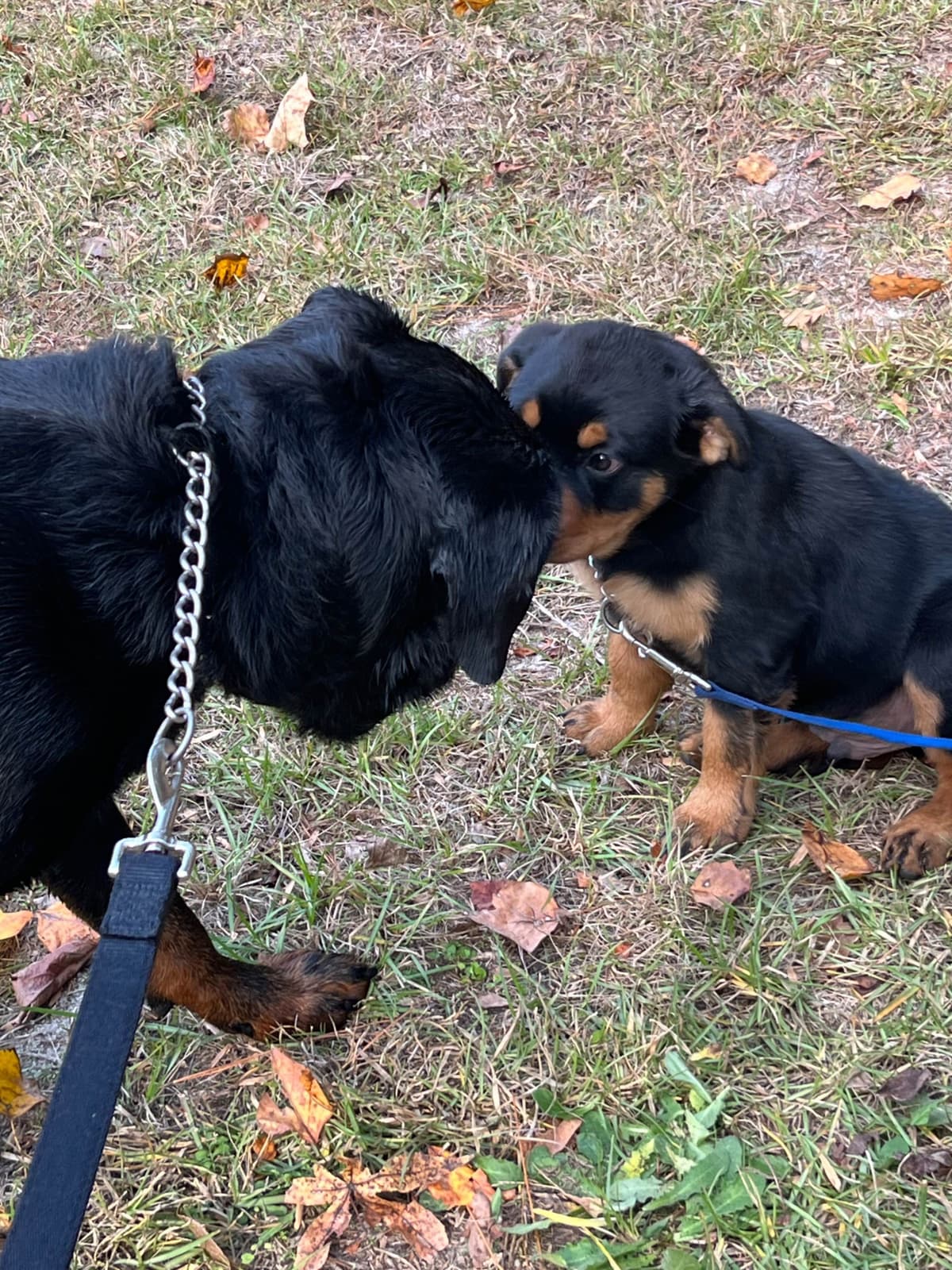Rottweiler Puppies breeder image 6