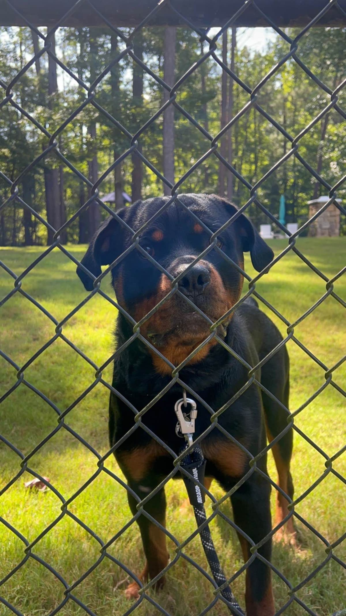 Rottweiler Puppies breeder image 7