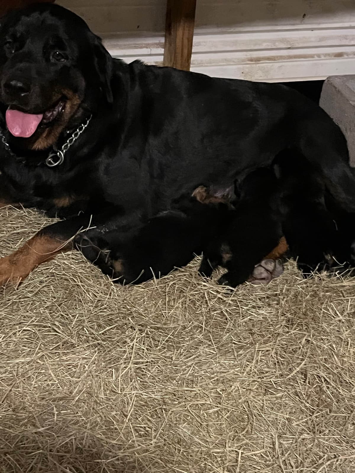 Rottweiler Puppies breeder image 8