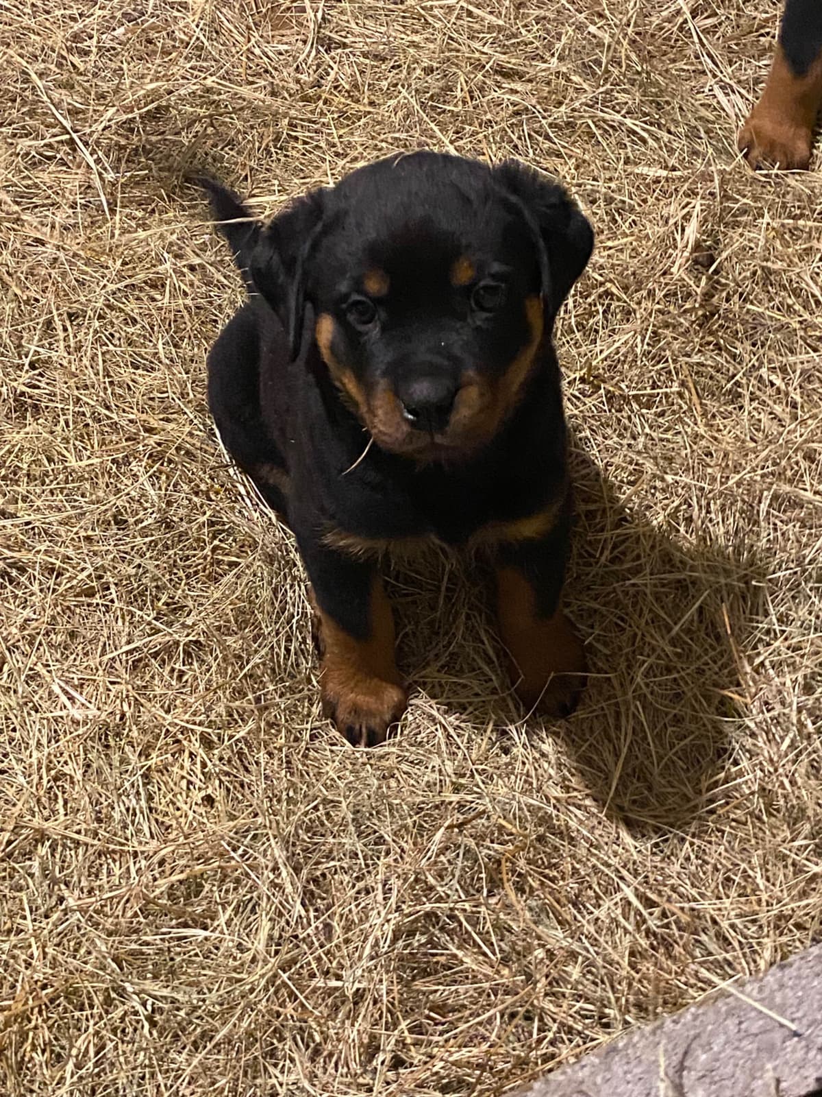 Rottweiler Puppies breeder image 9
