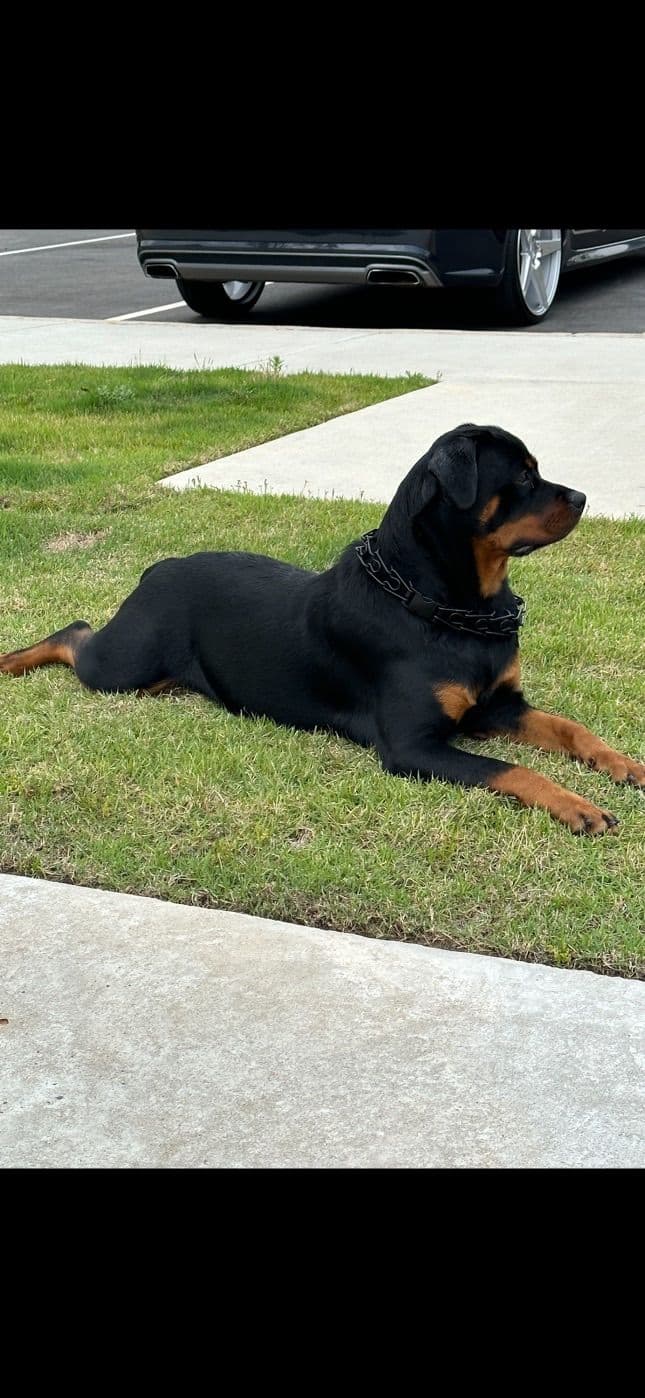 Rottweiler Puppies breeder image 10