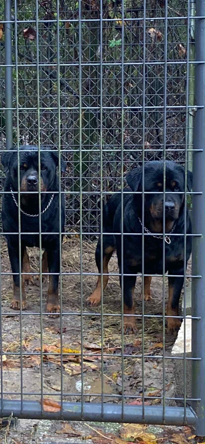 Rottweiler Puppies breeder image 11