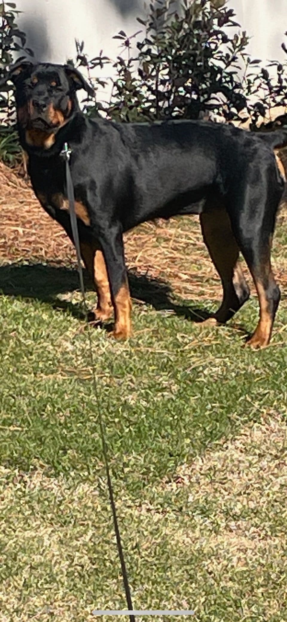 Rottweiler Puppies breeder image 12