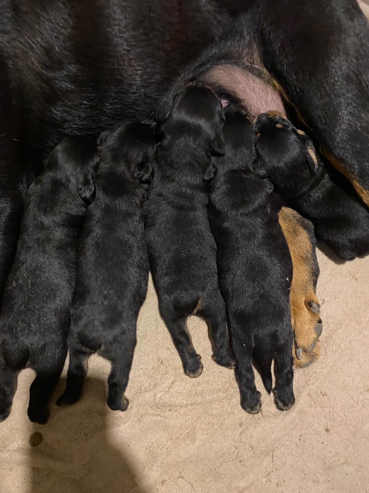 Rottweiler Puppies breeder image 13
