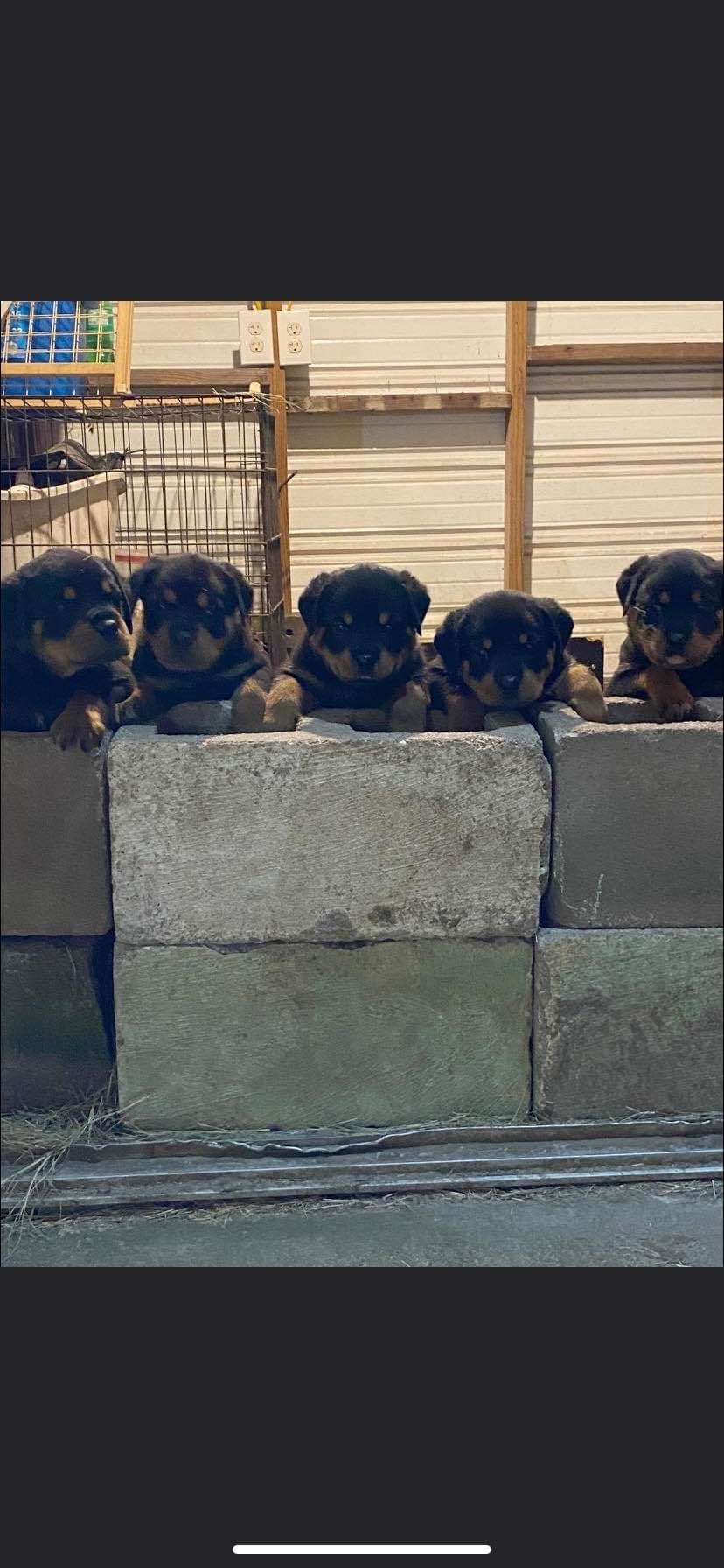 Rottweiler Puppies breeder image 14