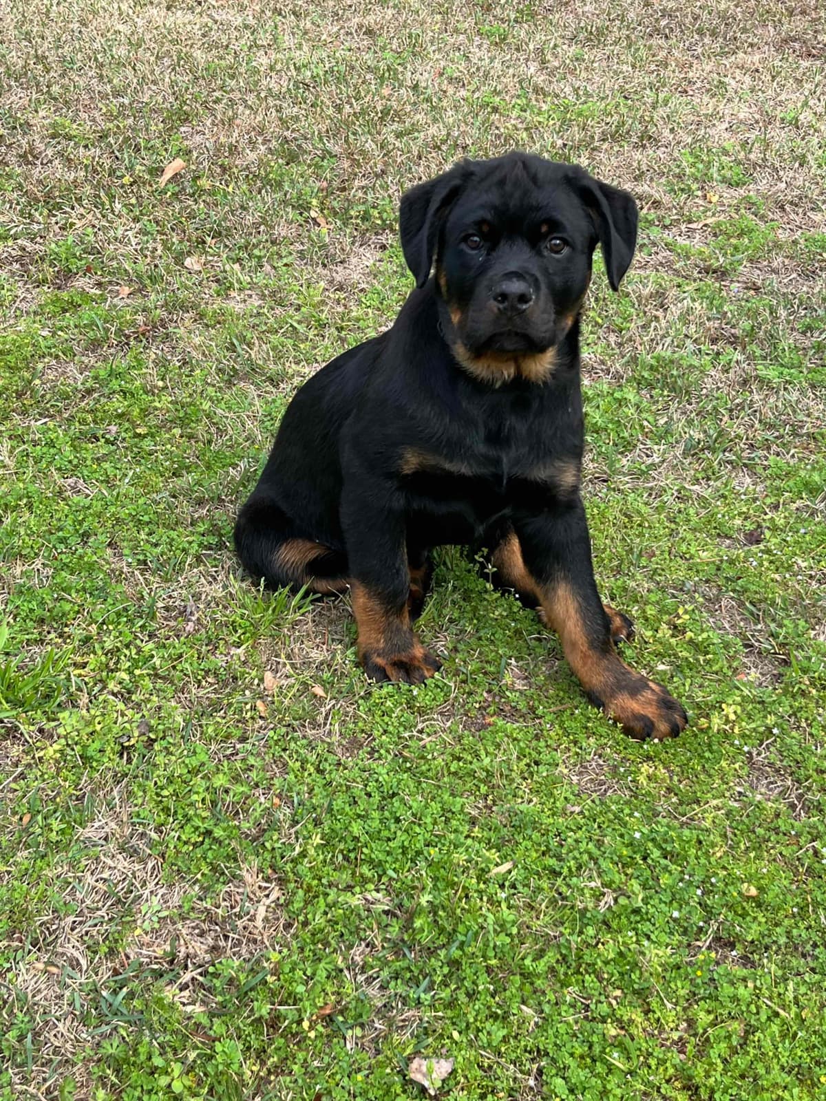 Rottweiler Puppies breeder image 17