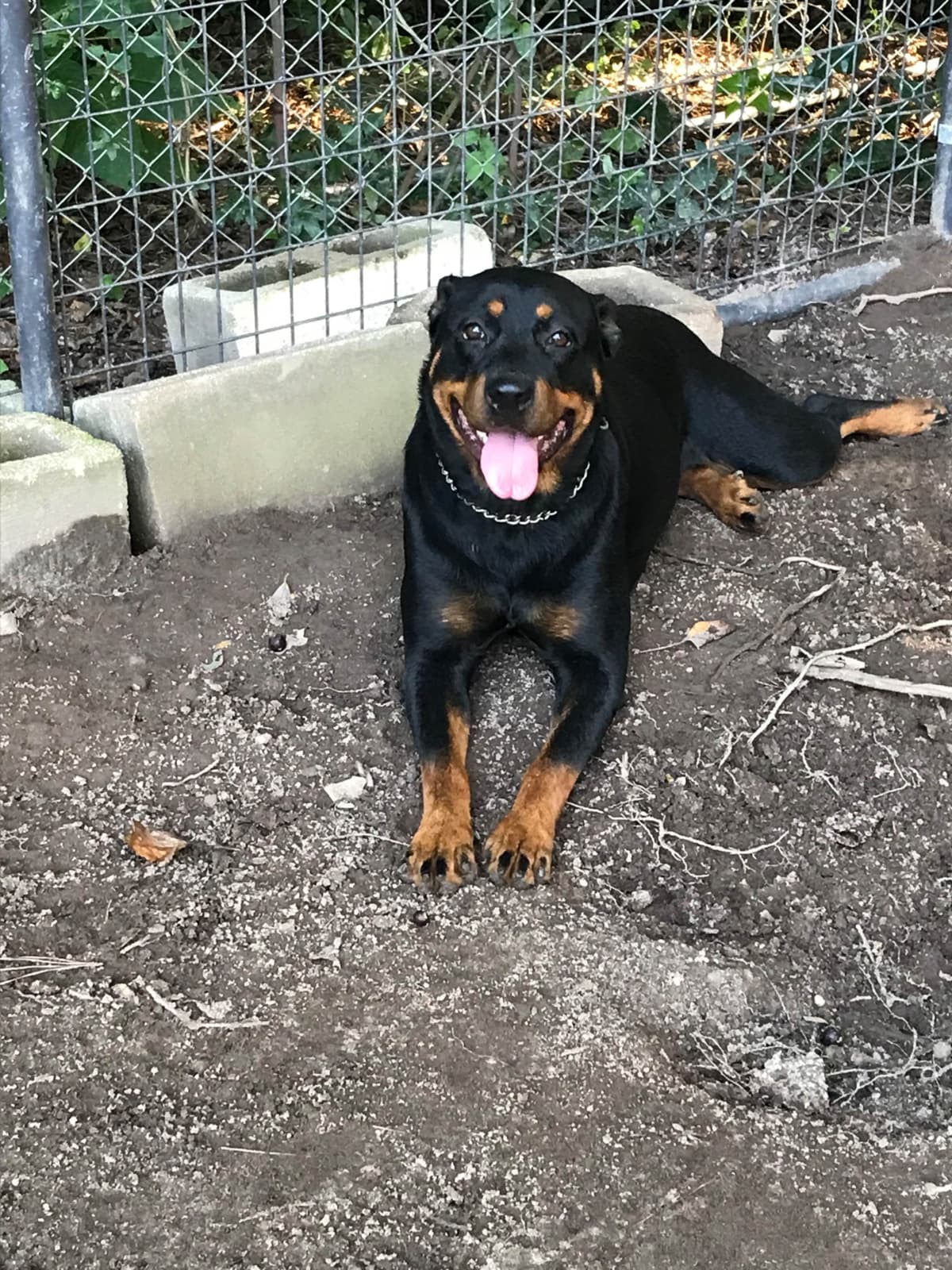 Rottweiler Puppies breeder image 16