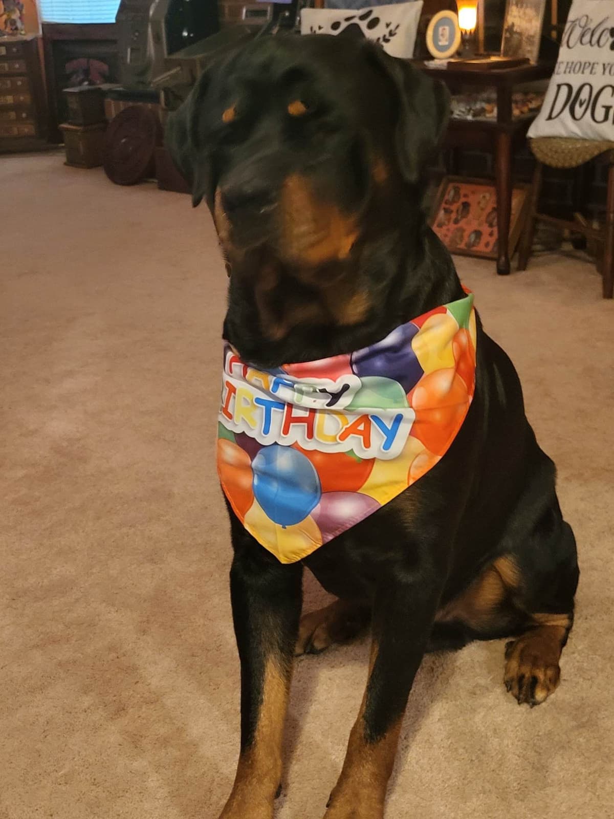 Rottweiler Puppies breeder image 18
