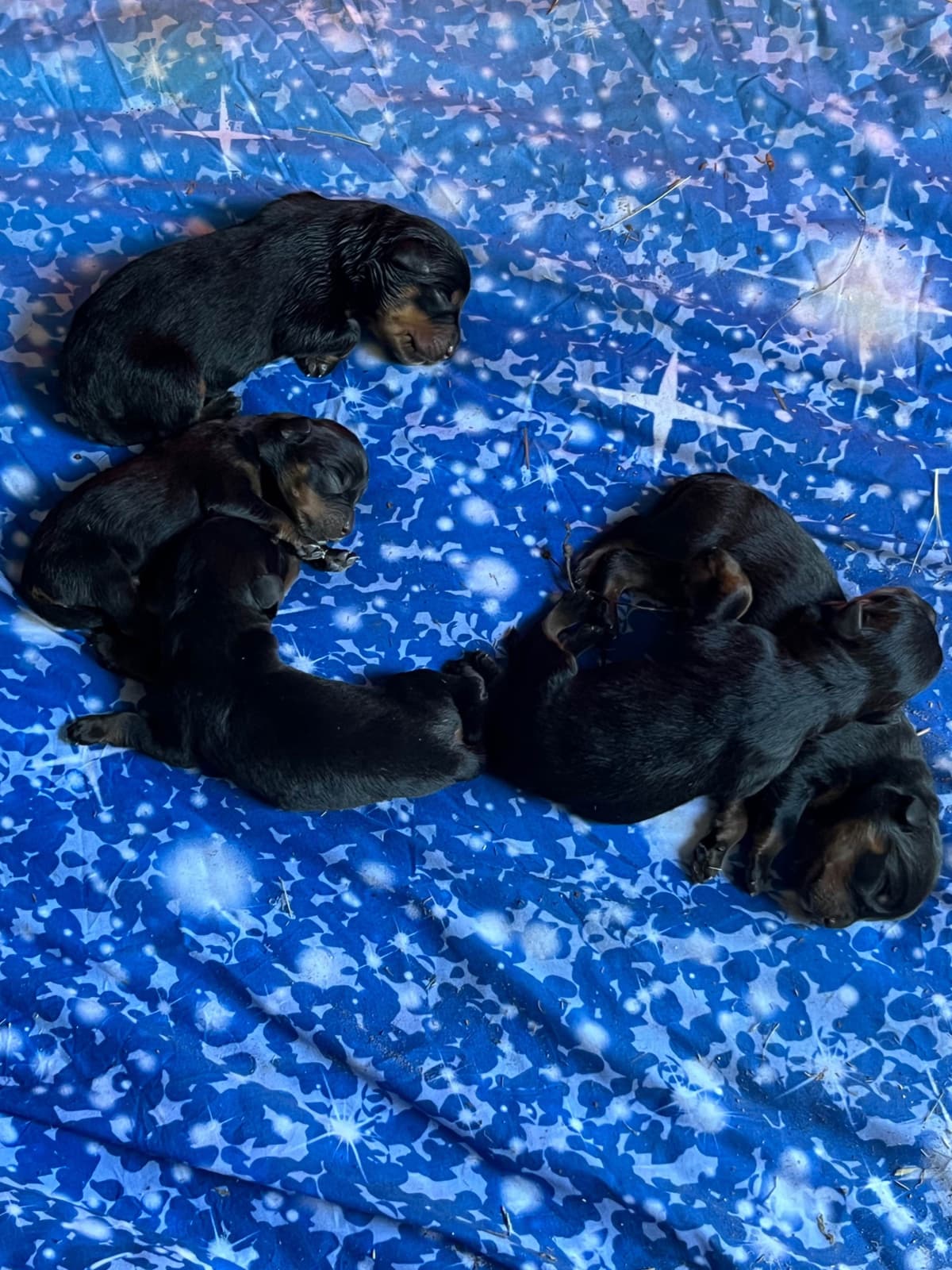 Rottweiler Puppies breeder image 19