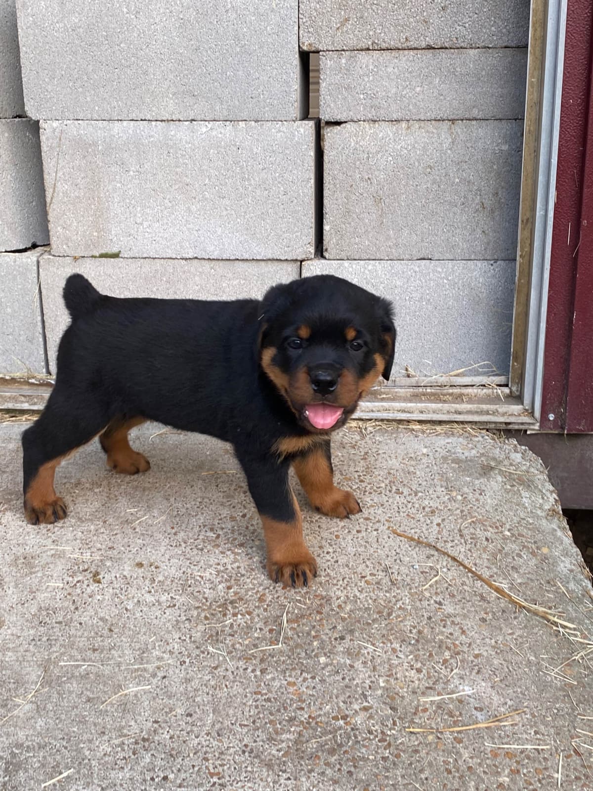 Rottweiler Puppies breeder image 20