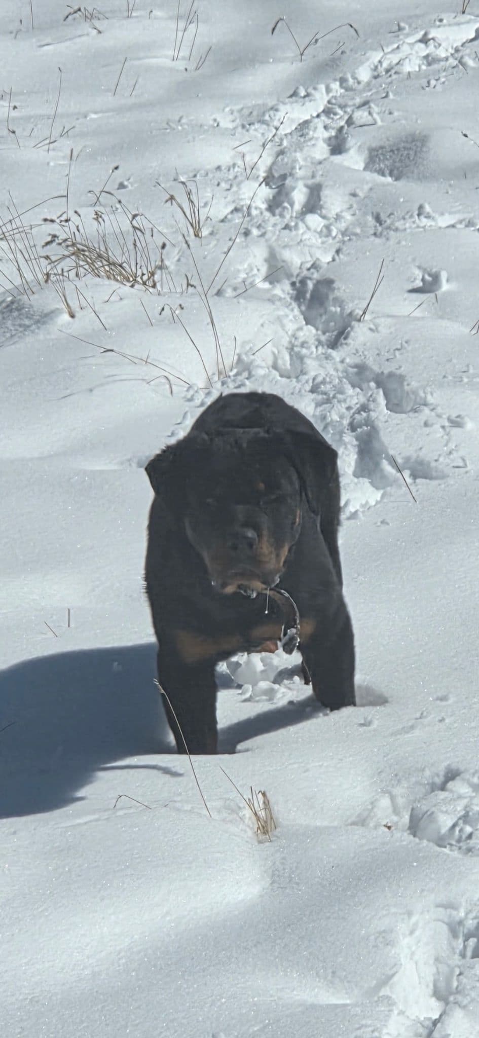 Rottweiler Puppies breeder image 21