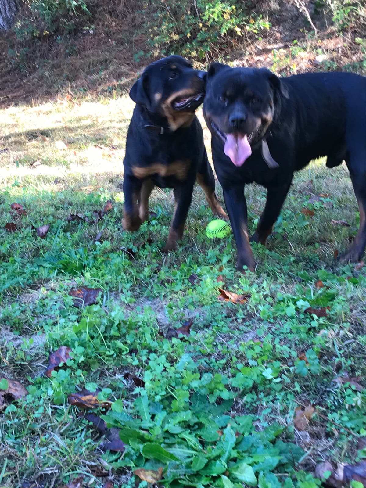 Rottweiler Puppies breeder image 22
