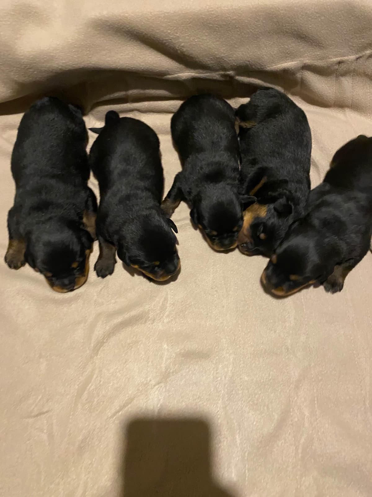 Rottweiler Puppies breeder image 24