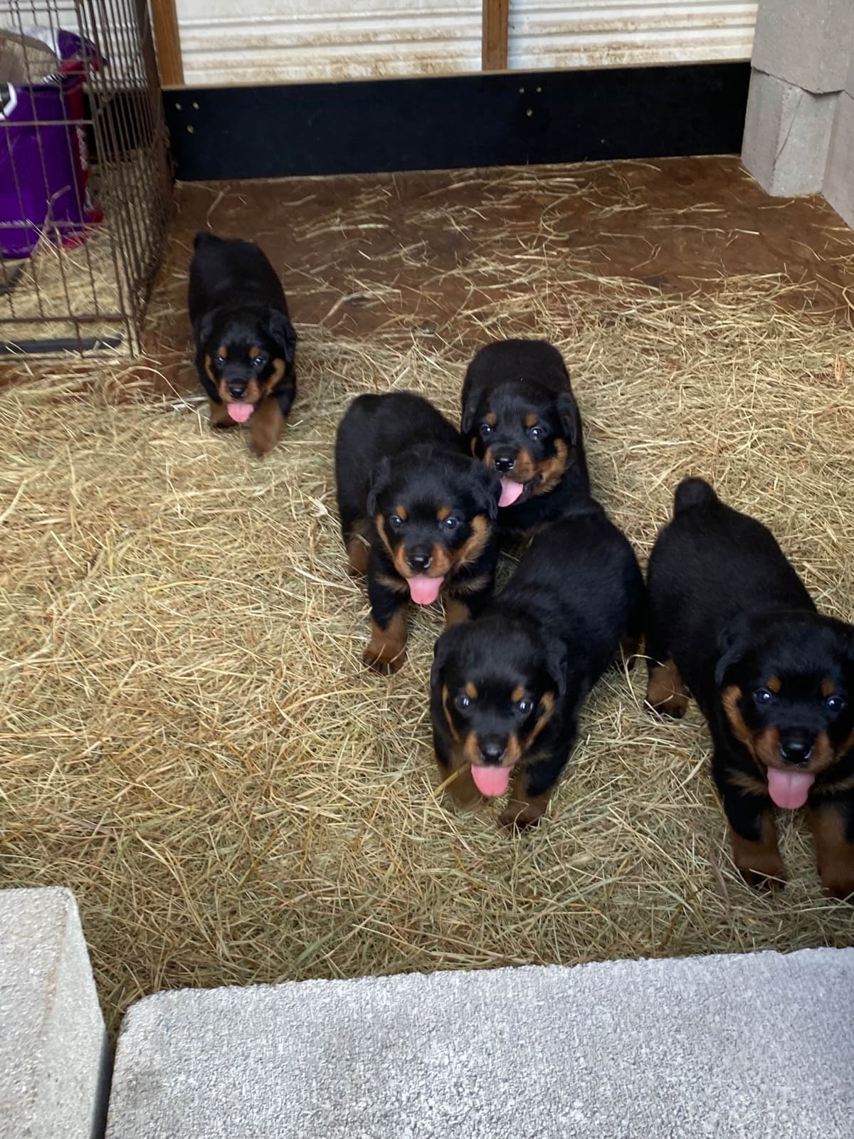 Rottweiler Puppies breeder image 25