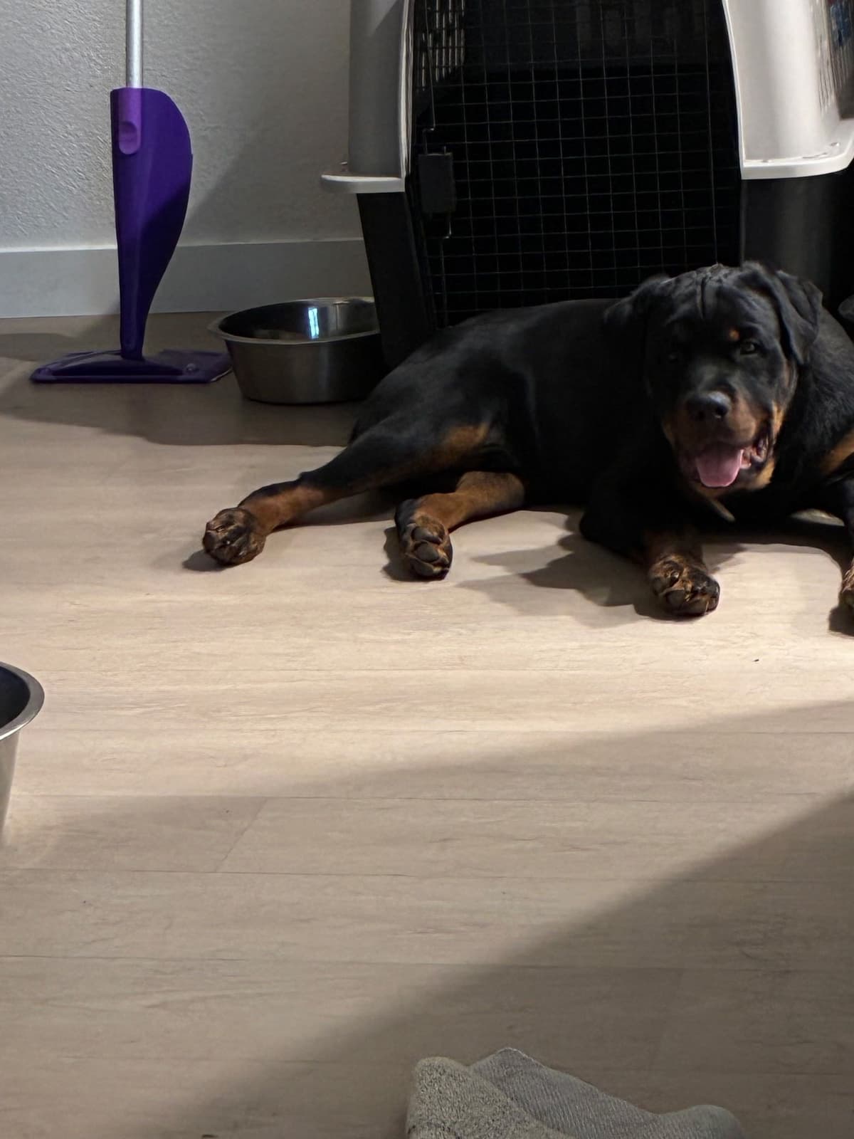 Rottweiler Puppies breeder image 27
