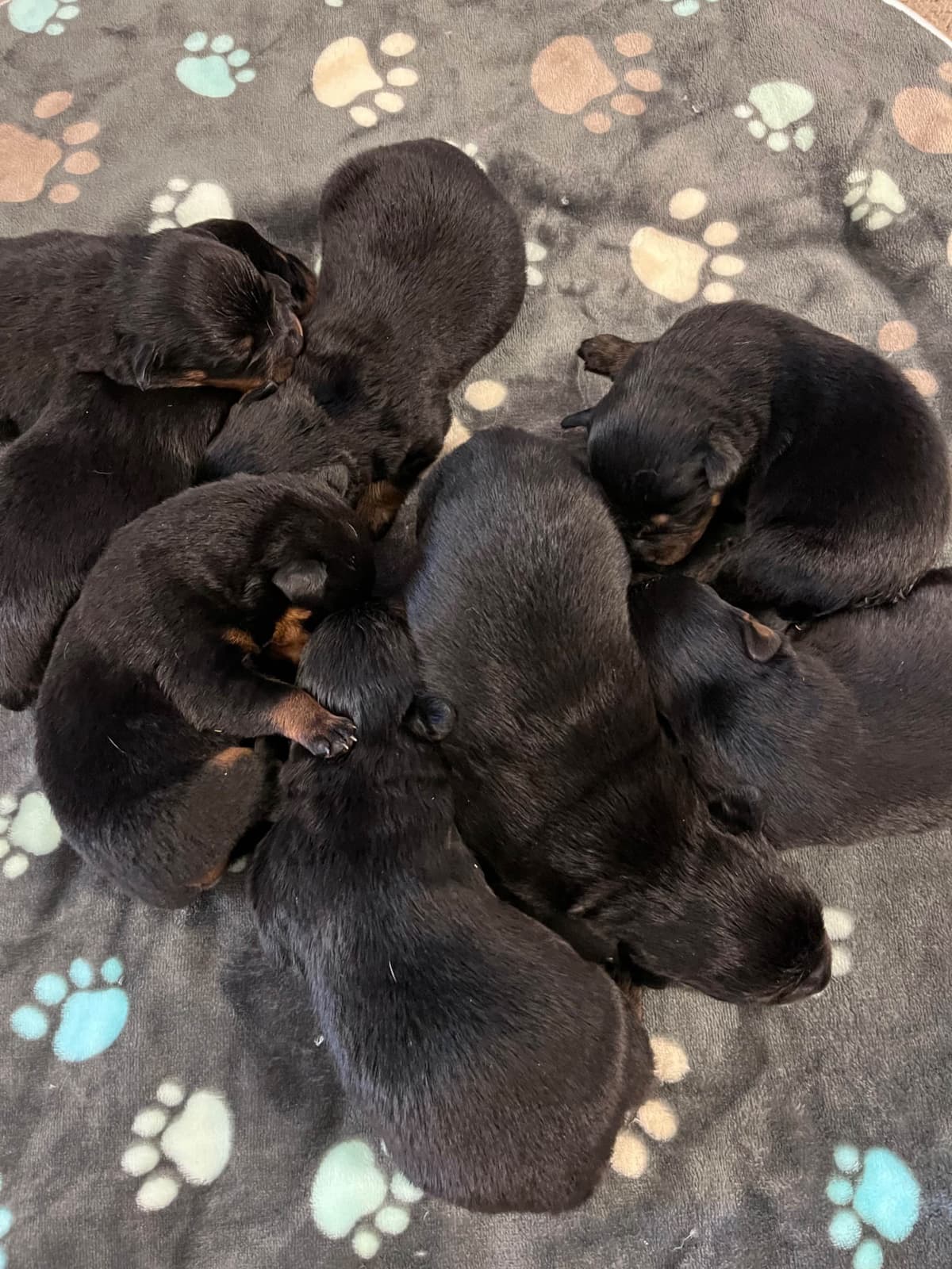 Rottweiler Puppies breeder image 28