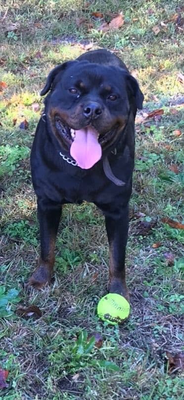 Rottweiler Puppies breeder image 29
