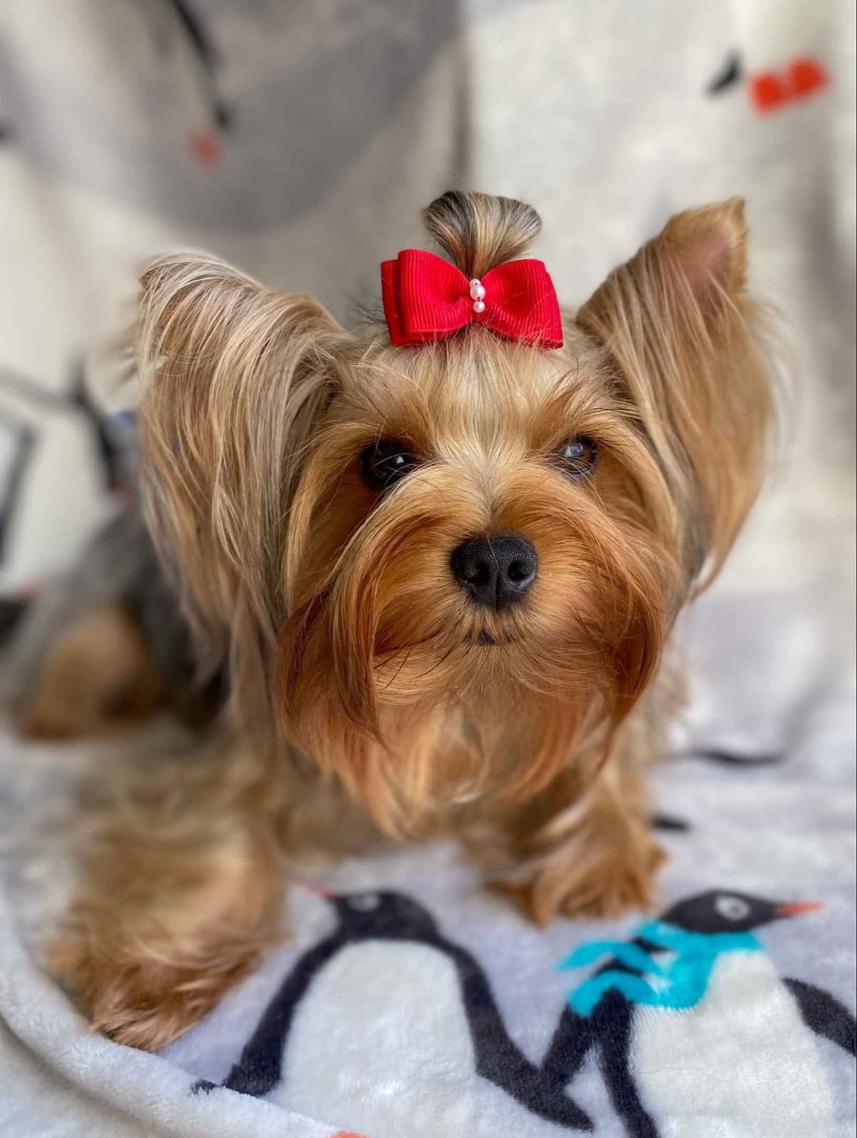 Yorkshire Terrier Puppies breeder image 3