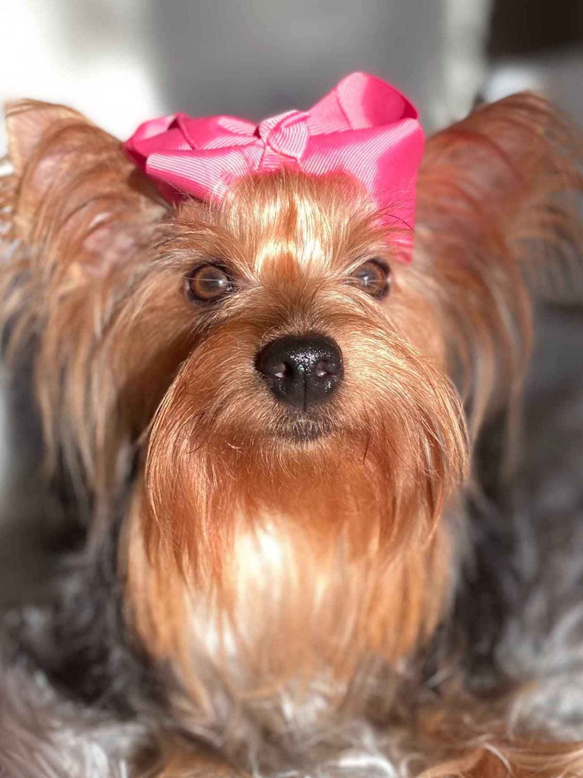 Yorkshire Terrier Puppies breeder image 2