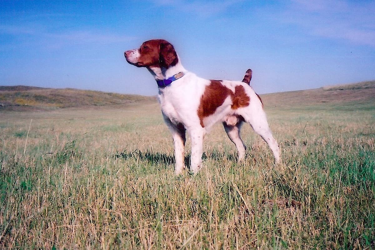 Brittany Puppies breeder image 4