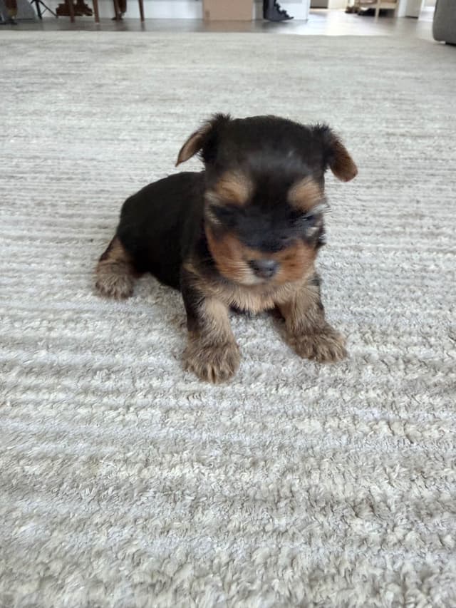 Yorkshire Terrier Puppies media 3