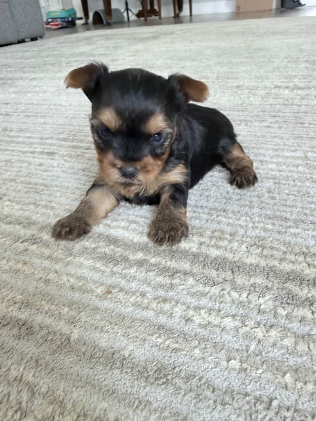 Yorkshire Terrier Puppies media 4