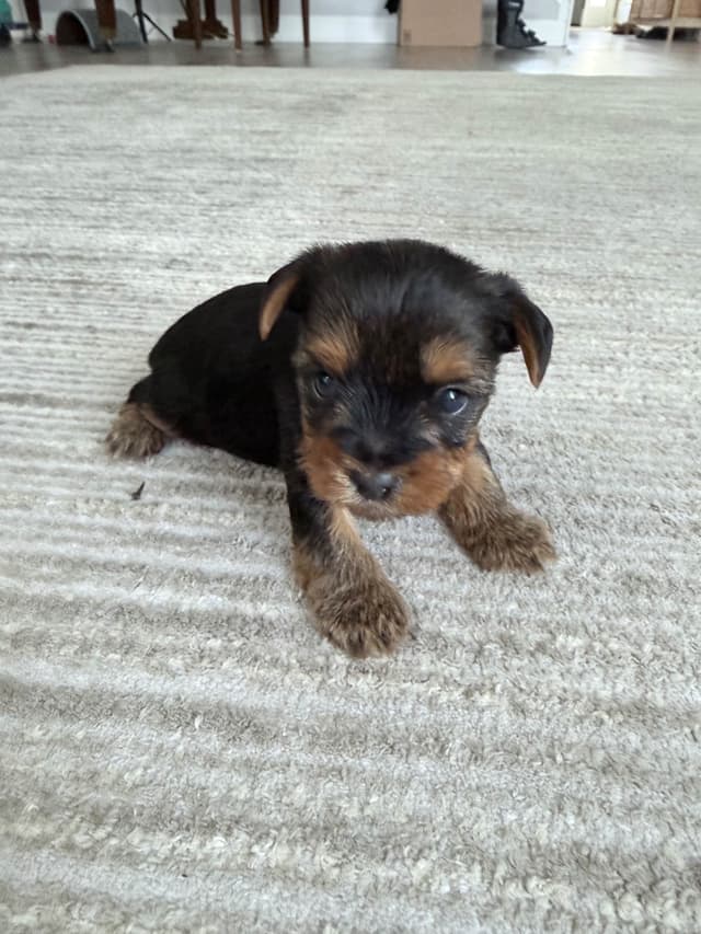 Yorkshire Terrier Puppies media 5