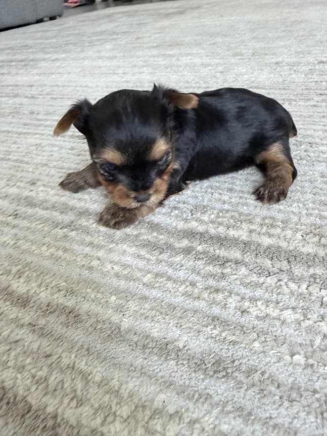 Yorkshire Terrier Puppies media 6