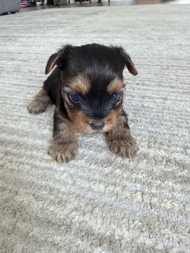 Yorkshire Terrier Puppies media 8