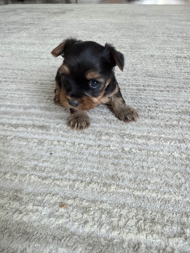 Yorkshire Terrier Puppies media 9
