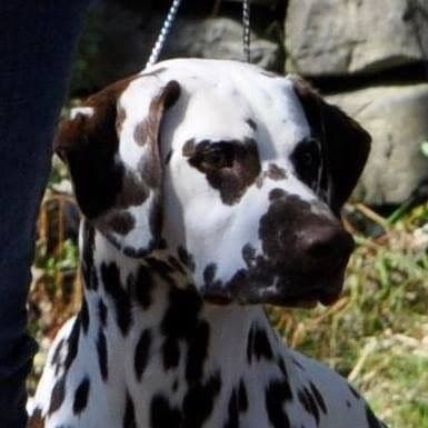 Enchanted Hart Dalmatian Puppies breeder image 1