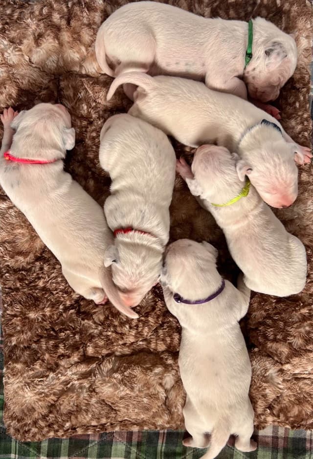 Enchanted Hart Dalmatian Puppies media 3