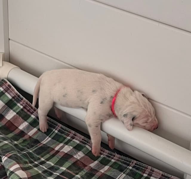 Enchanted Hart Dalmatian Puppies media 4