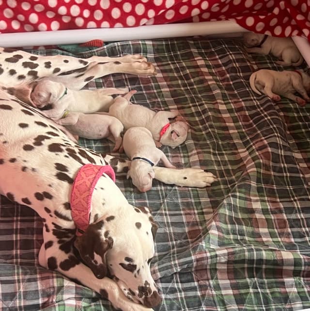 Enchanted Hart Dalmatian Puppies media 2