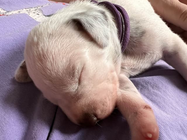 Enchanted Hart Dalmatian Puppies media 6