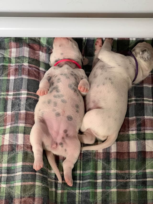 Enchanted Hart Dalmatian Puppies media 7