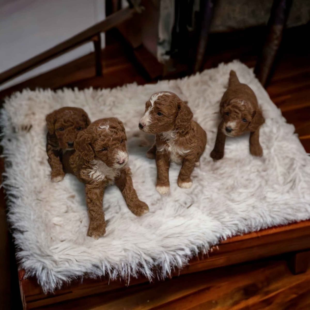 Poodle Puppies breeder image 1