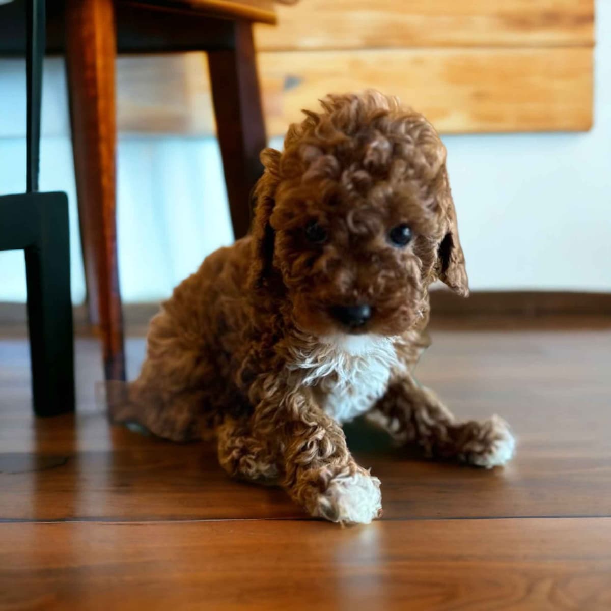 Poodle Puppies breeder image 2