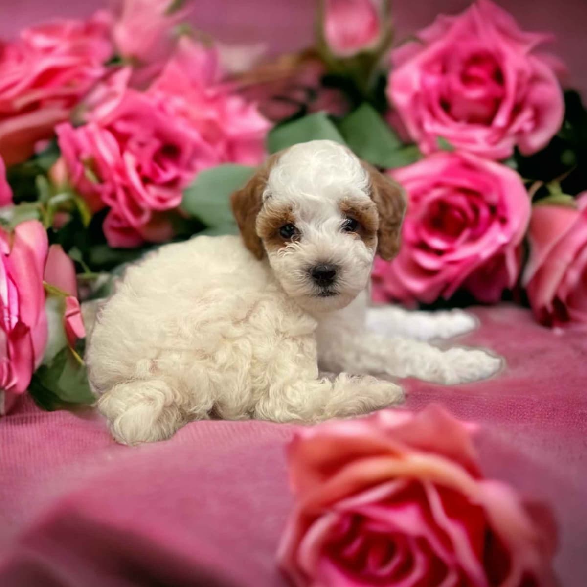 Poodle Puppies breeder image 7