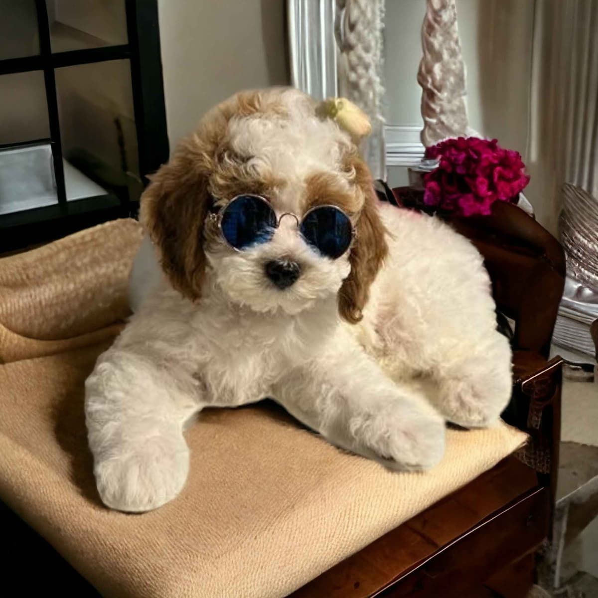Poodle Puppies breeder image 14