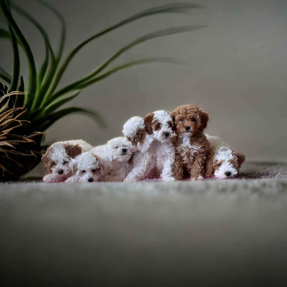 Poodle Puppies breeder image 11
