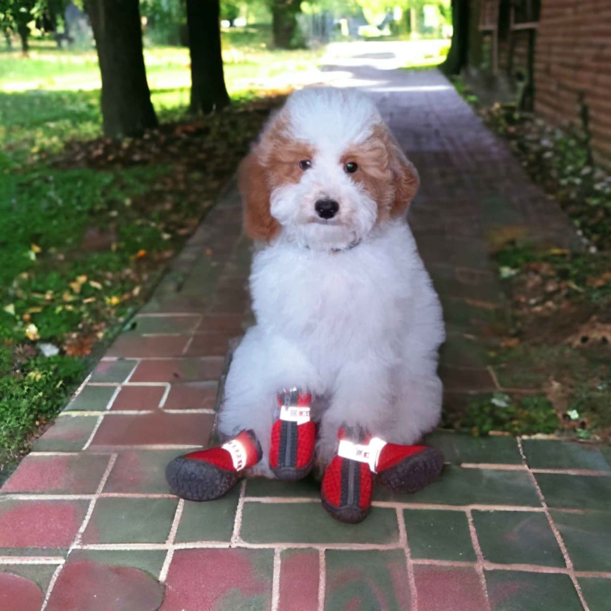 Poodle Puppies breeder image 13