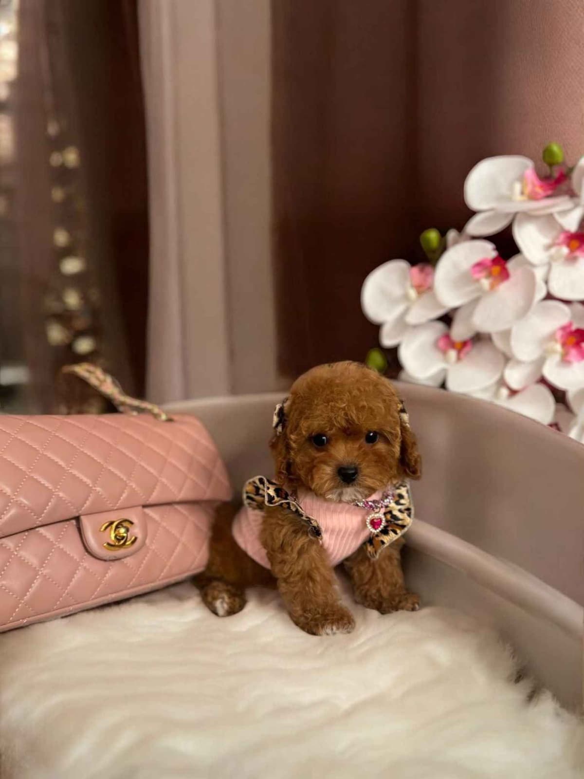 Poodle Puppies breeder image 18