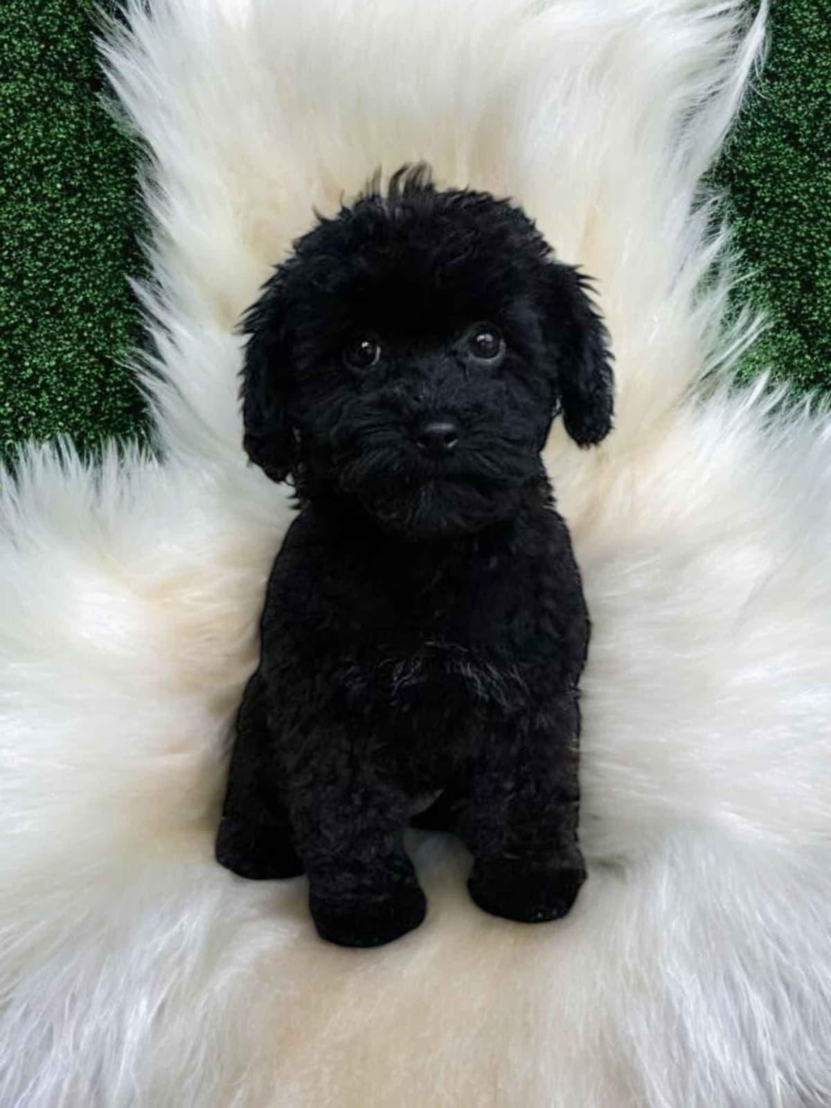 Poodle Puppies breeder image 17