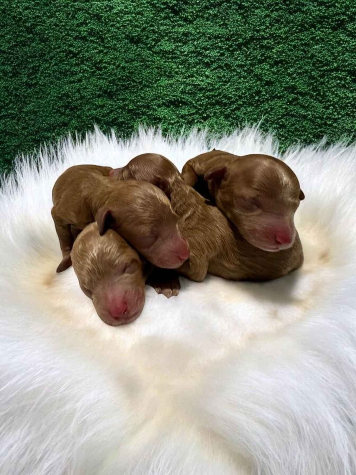 Poodle Puppies breeder image 16