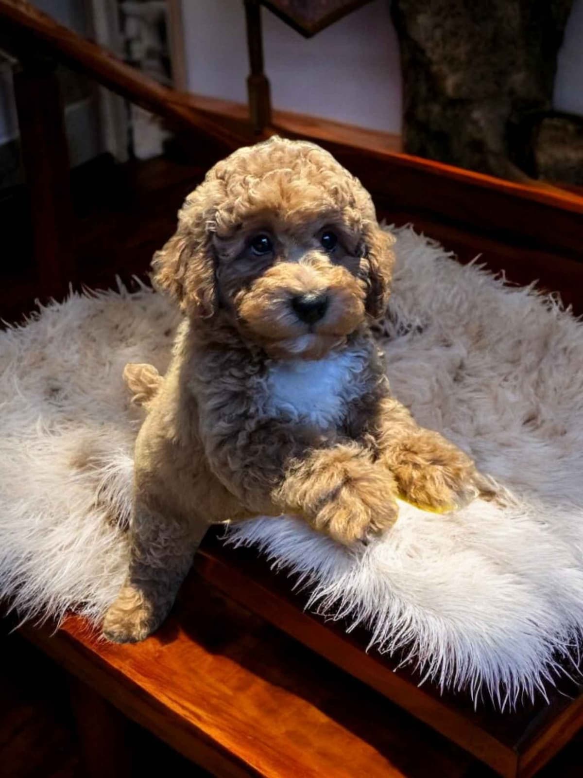 Poodle Puppies breeder image 19