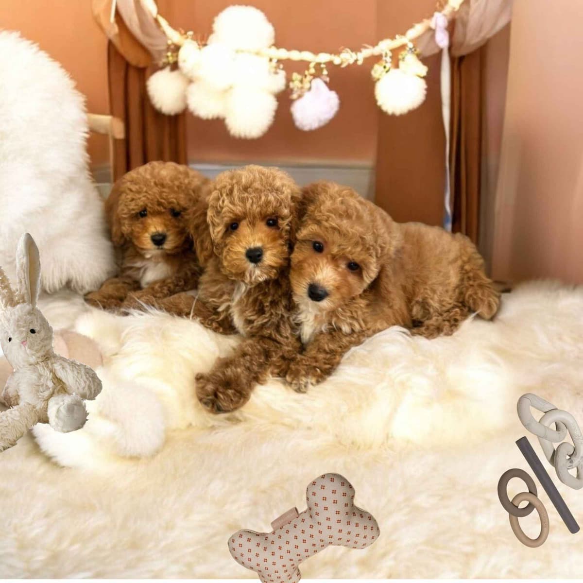 Poodle Puppies breeder image 20