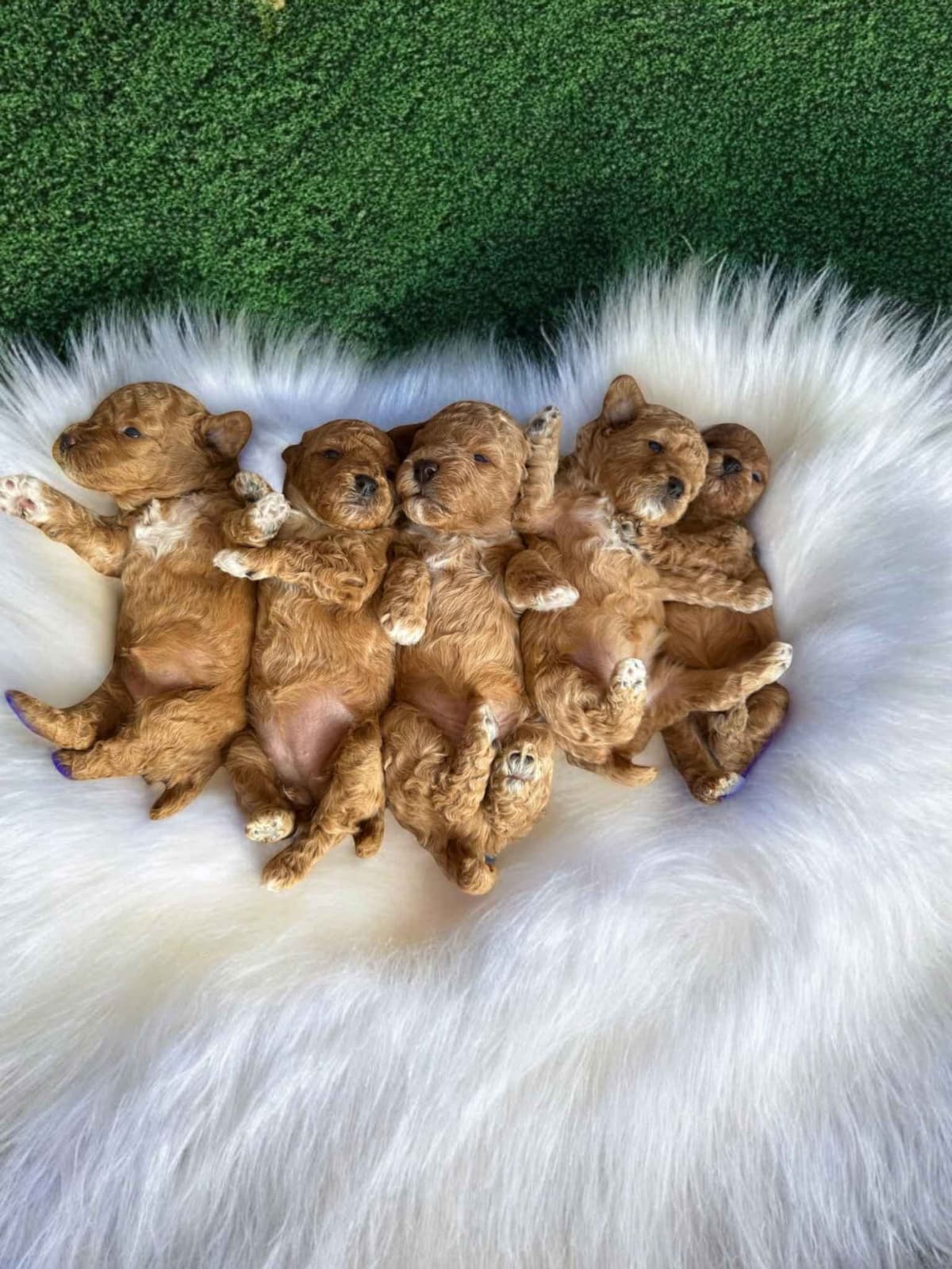 Poodle Puppies breeder image 22