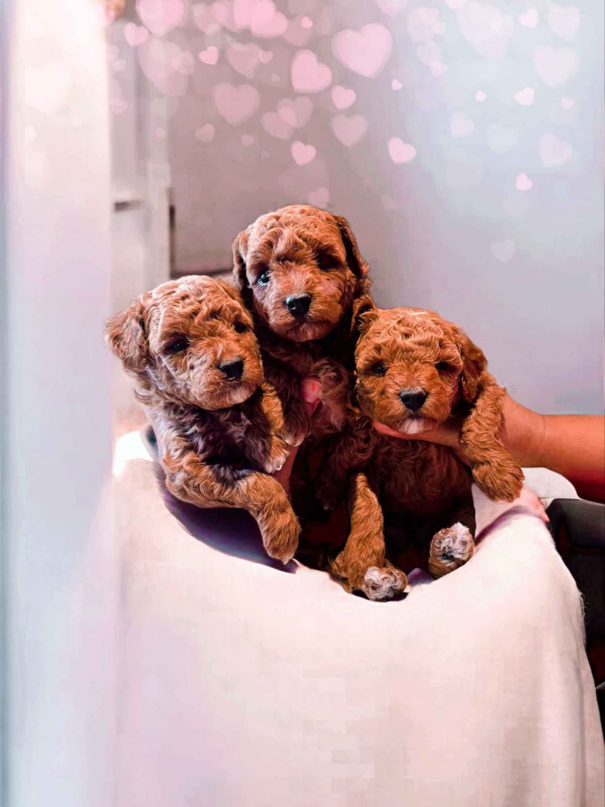 Poodle Puppies breeder image 23
