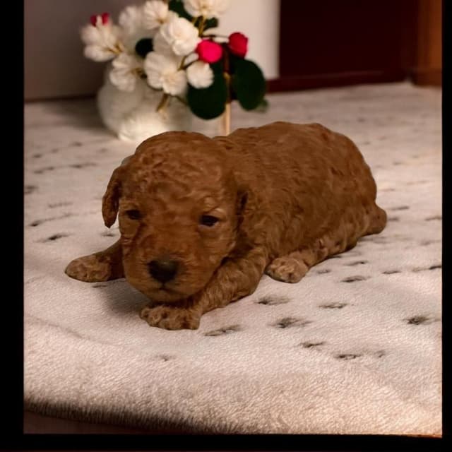 Poodle Puppies media 2